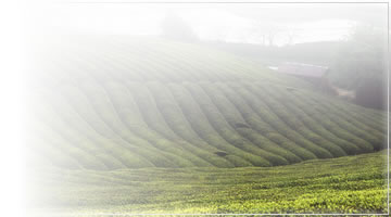 Ujitawara blessed with the nature and suitable for cultivating tea.