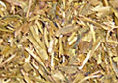 Hojicha